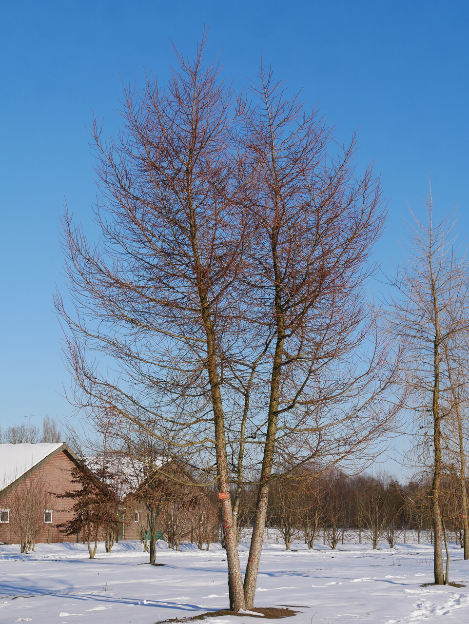 Larix kaempferi | Japanese larch - Pepinierele Van den Berk